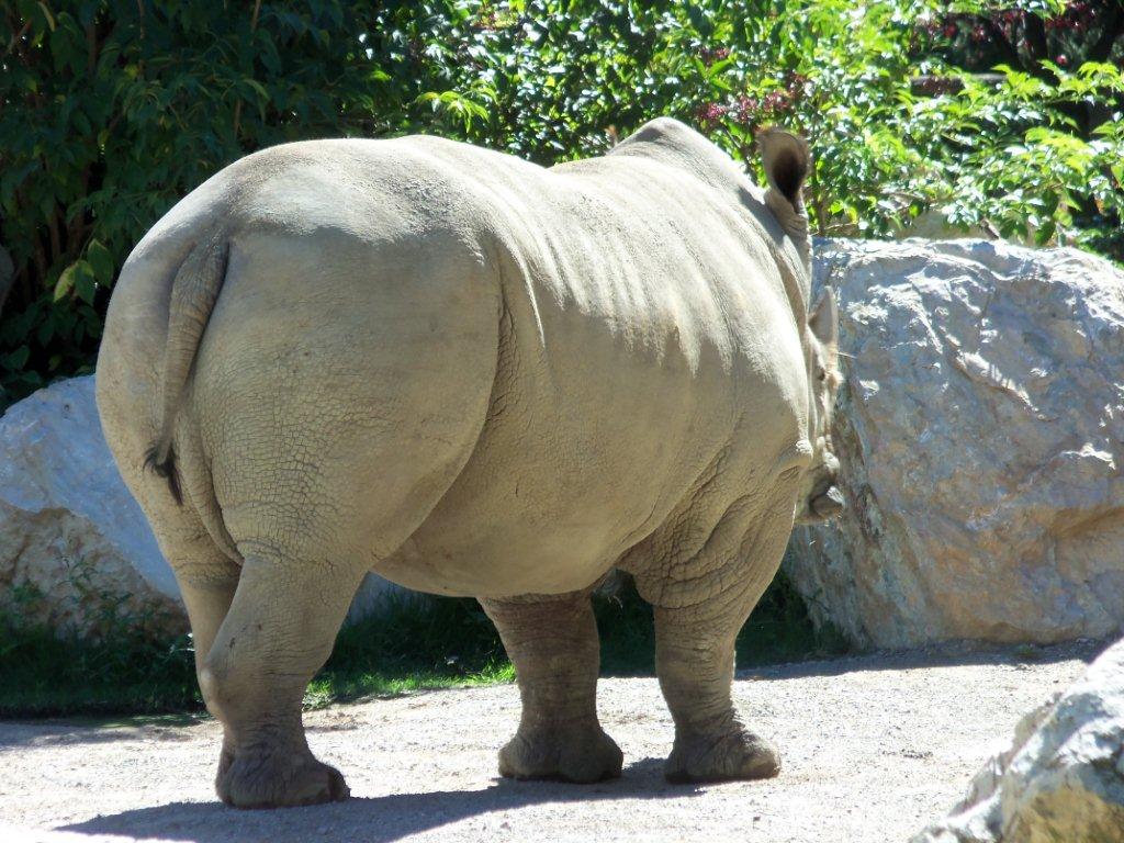 A ognuno il suo SEDERE!